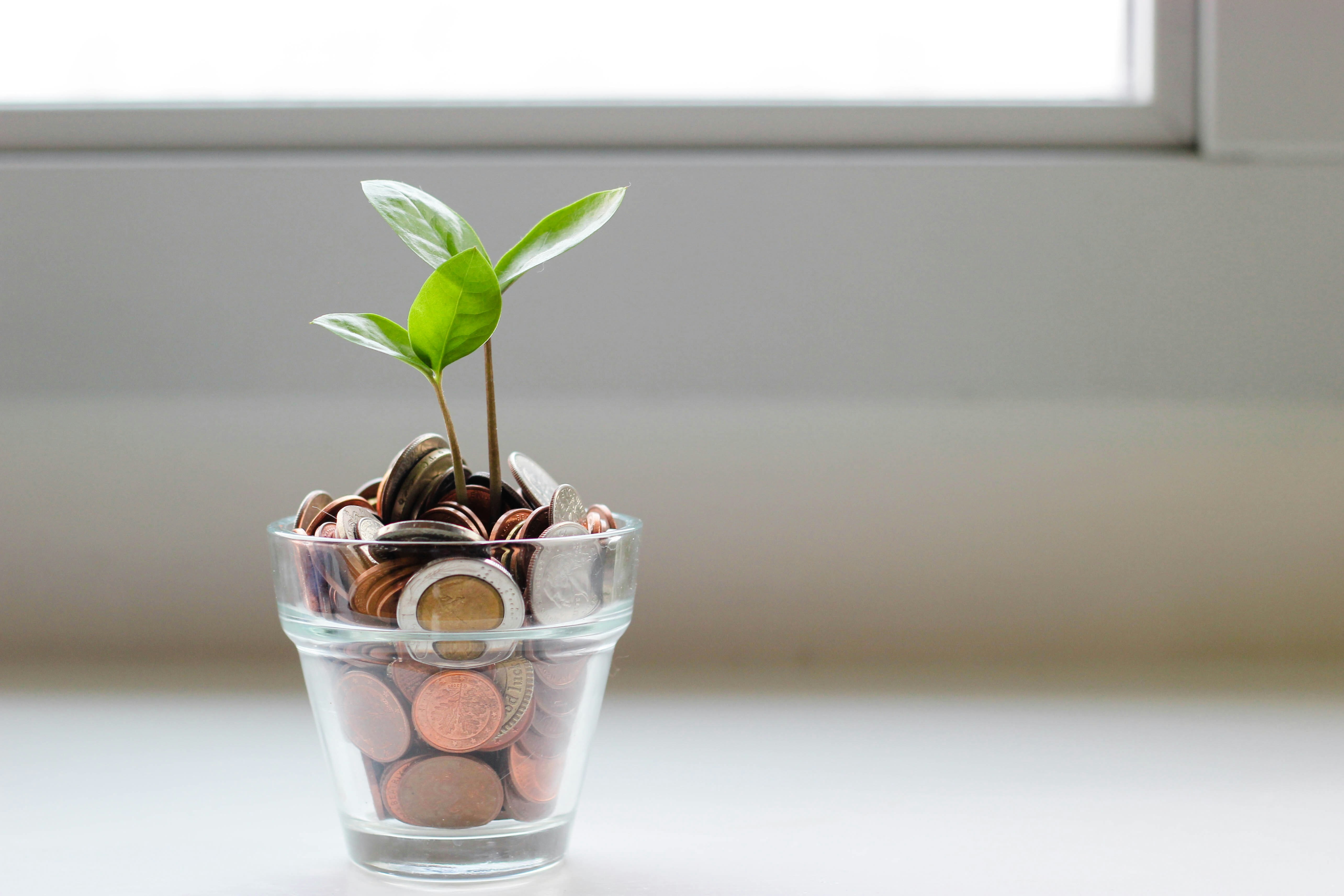 Pot of coins with green shoot growing